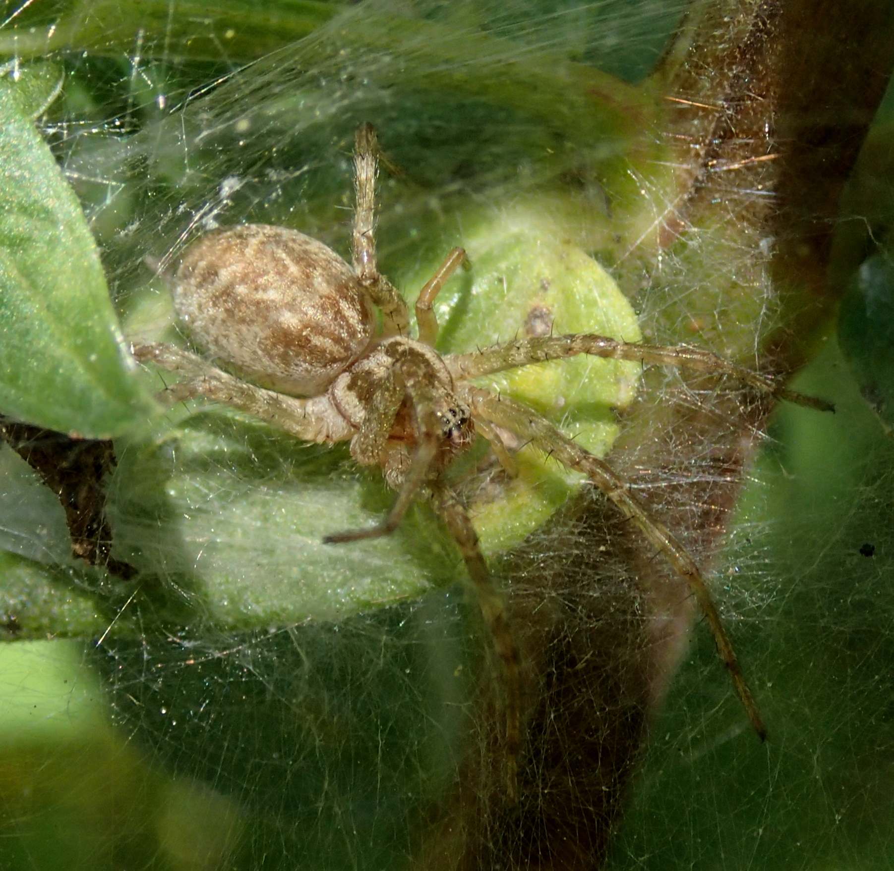 Allagelena gracilens - Lughignano (TV)